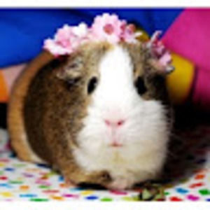 Meet your Posher, Elizabeth